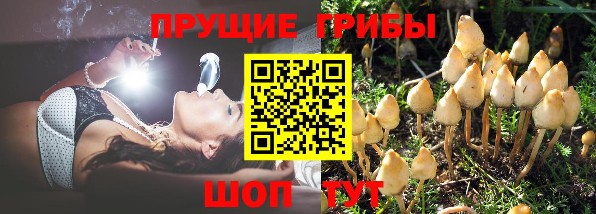 Псилоцибиновые грибы Psilocybe Александров